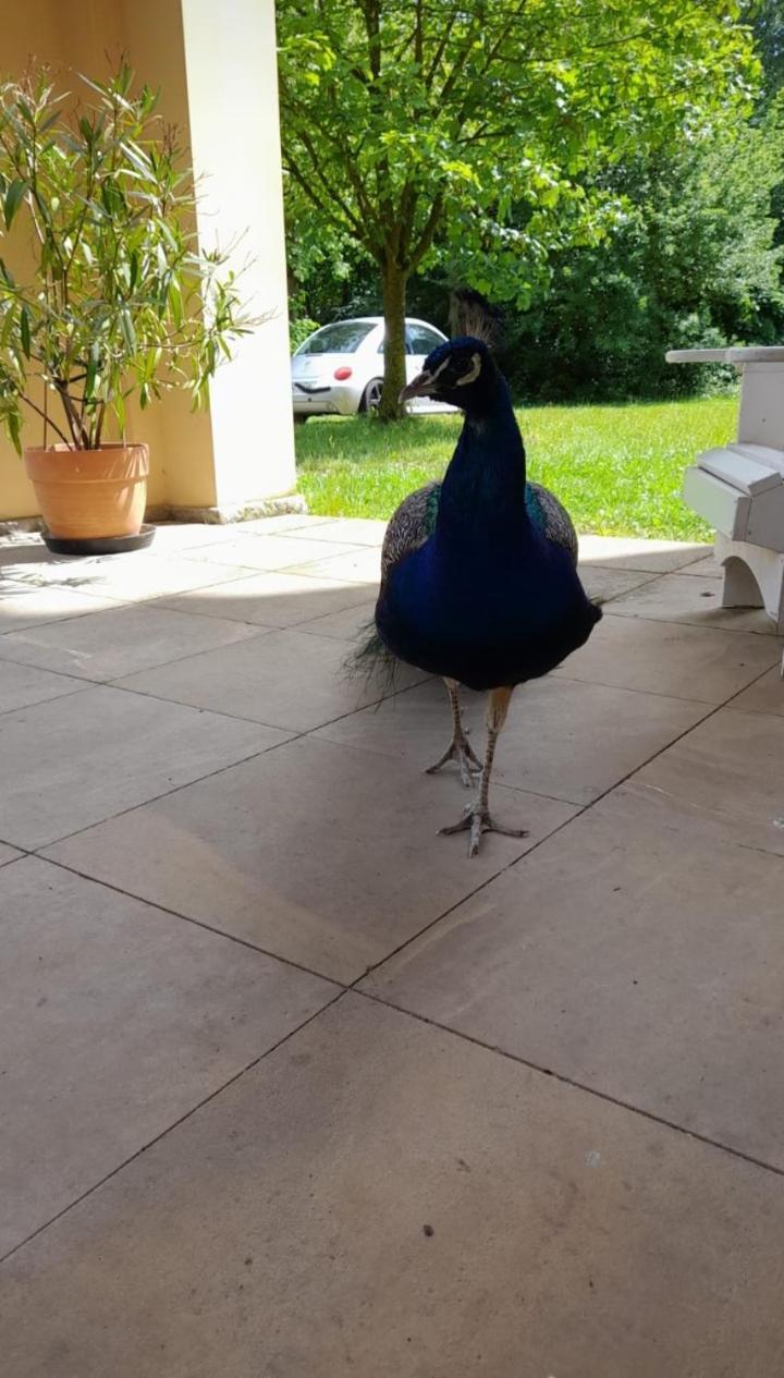 Schloss Tressow Bobitz Εξωτερικό φωτογραφία